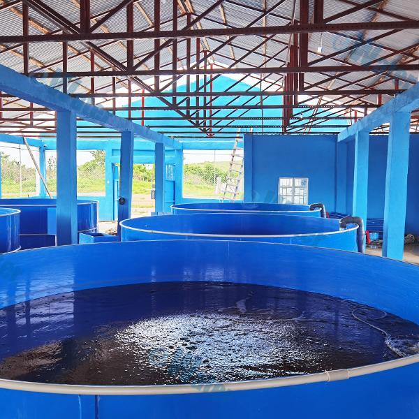 Maximize Fish Health with an Oxygenation Pump