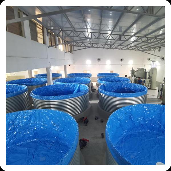 Challenges in indoor shrimp farming