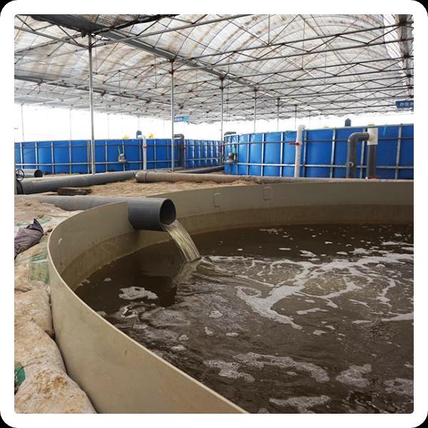 นวัตกรรมใน Pisciculture