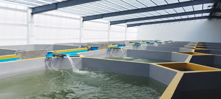 Intensive Fish Growing Aquaculture Systems details