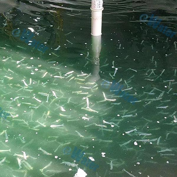 How Aeration Effects Water and Fish