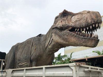 Vad som gör vår realistiska dinosauriefigur idealisk för utbildningsinsatser