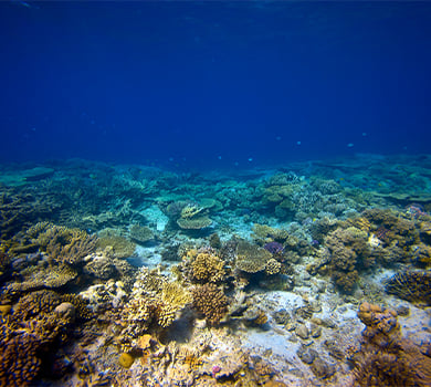 Best time to dive the Similan Islands, Thailand: Local January to April