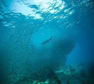 Best time to dive Australia's Great Barrier Reef: Local May - October