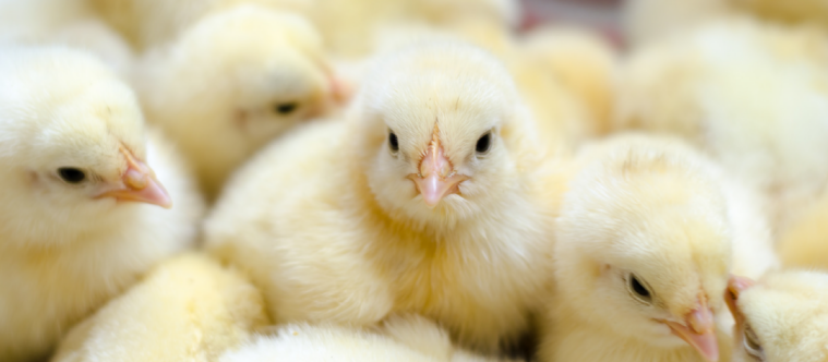 Evaluating Hatching Quality Based on the Yolk Sac: Key Assessment Criteria for Premium Chicks
