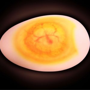Egg Restore System