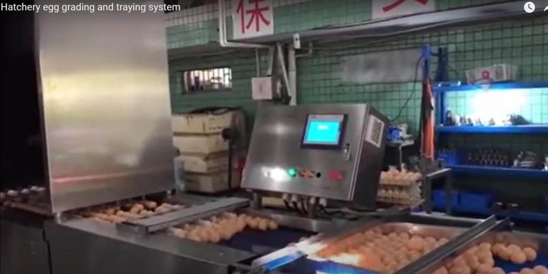 Grading hatching eggs purpose