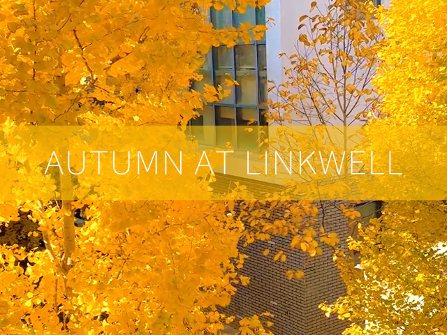 A Glimpse of Gold: Autumn at Linkwell