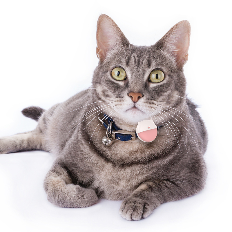 Can Cat Trackers Reduce the Risk of Lost Pets in Crowded Cities?