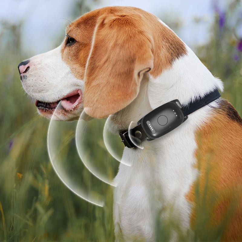 Why Do Dog Trainers Need a gps dog tracking system for Field Work?