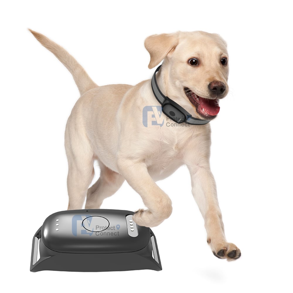 How Can a smart gps dog collar Combine Tracking With Everyday Collar Use?