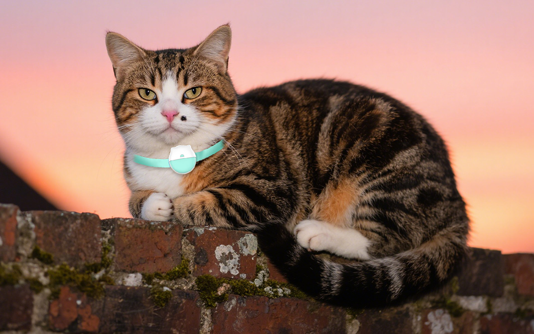Technical Support for Pet GPS Trackers: Ensuring Smooth Business Operations