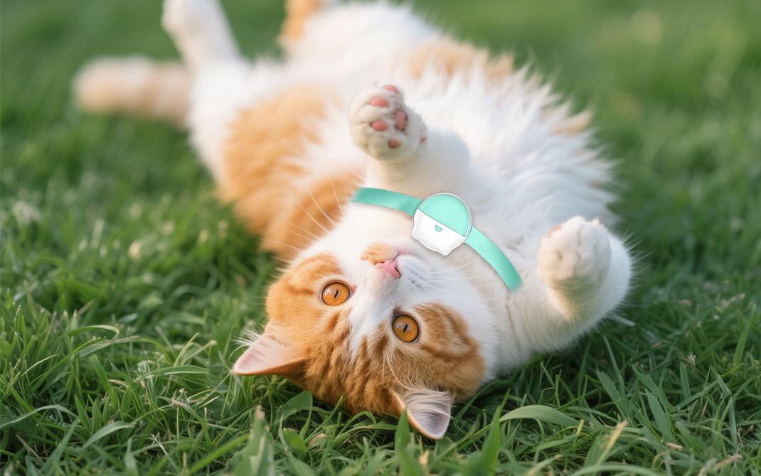 What Weight Range Makes a pet mini gps tracker Comfortable All Day?