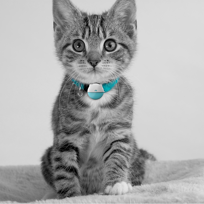cat gps tracker.jpg