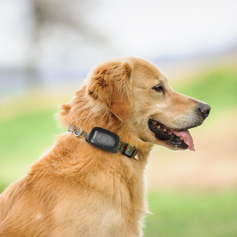 Why Are GPS Pet Trackers Increasingly Popular Among Pet Owners?