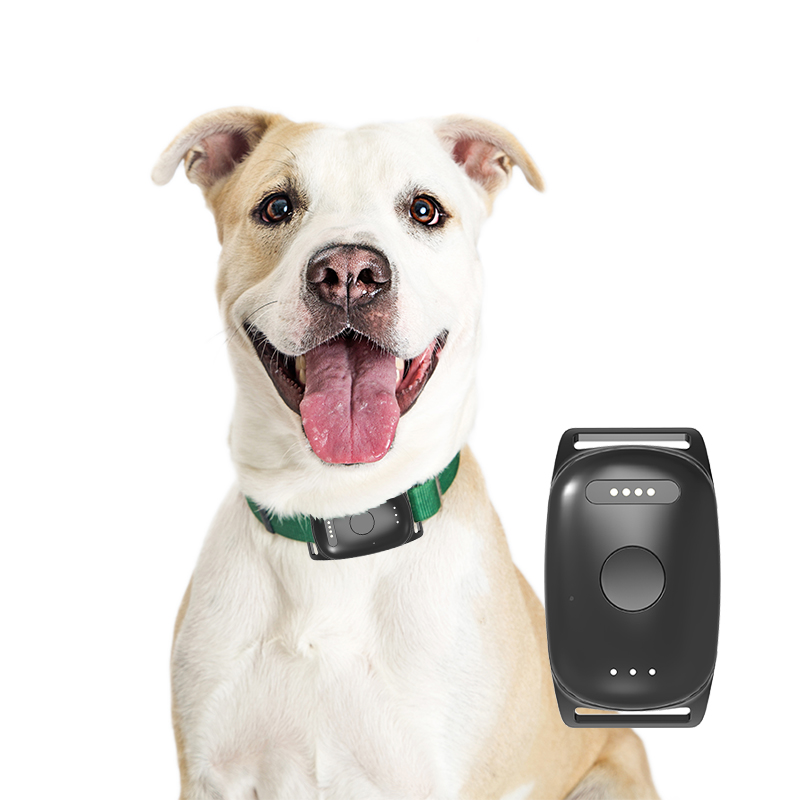 Why Are GPS Dog Trackers Essential for Busy Pet Owners?