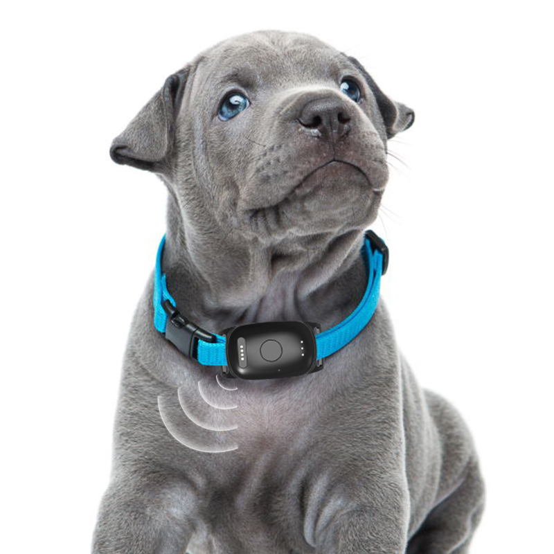 What Makes GPS Dog Collars a Must-Have for Pet Service Providers?
