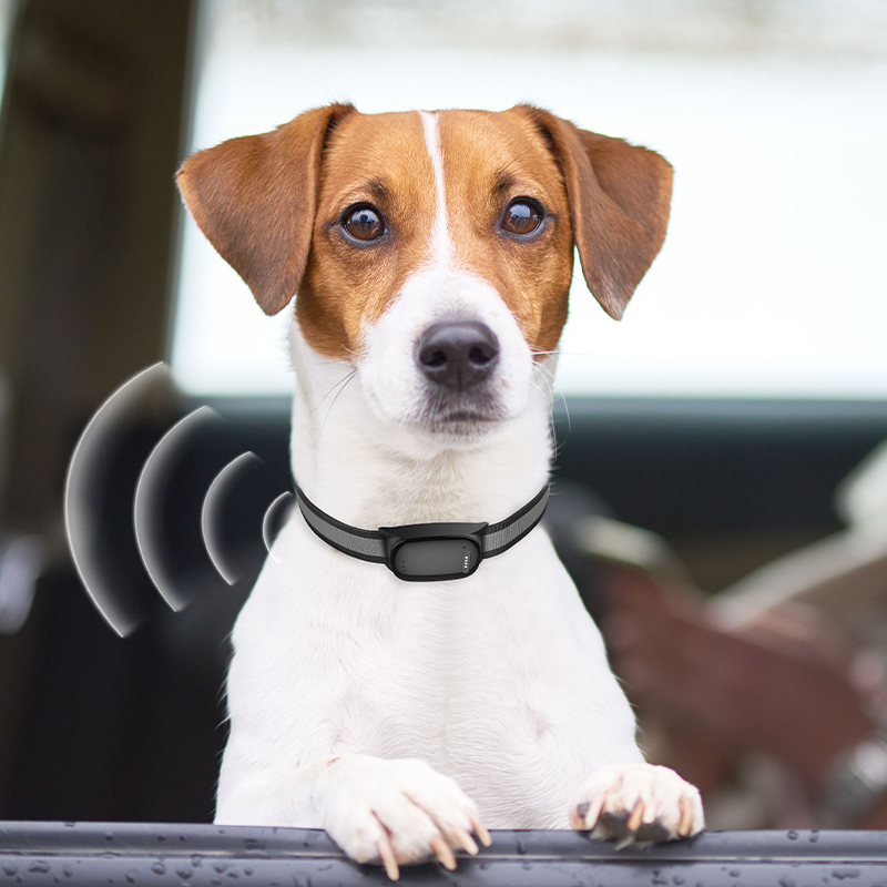 How Can a GPS Locator Keep Your Pets Safe While Outdoors?