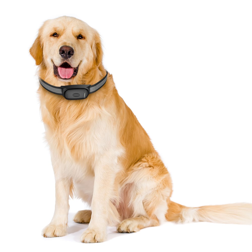 How Can a dog collar tracker Help in Crowded Parks and Beaches?