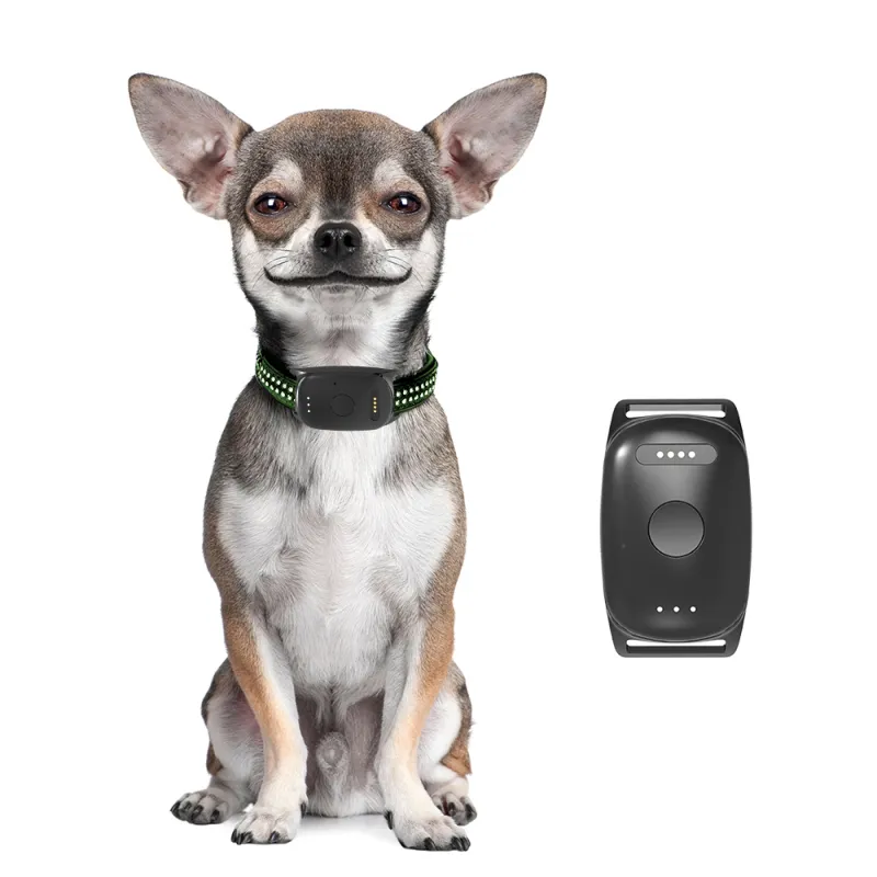 What Are the Commercial Advantages of Offering Pet GPS Devices?