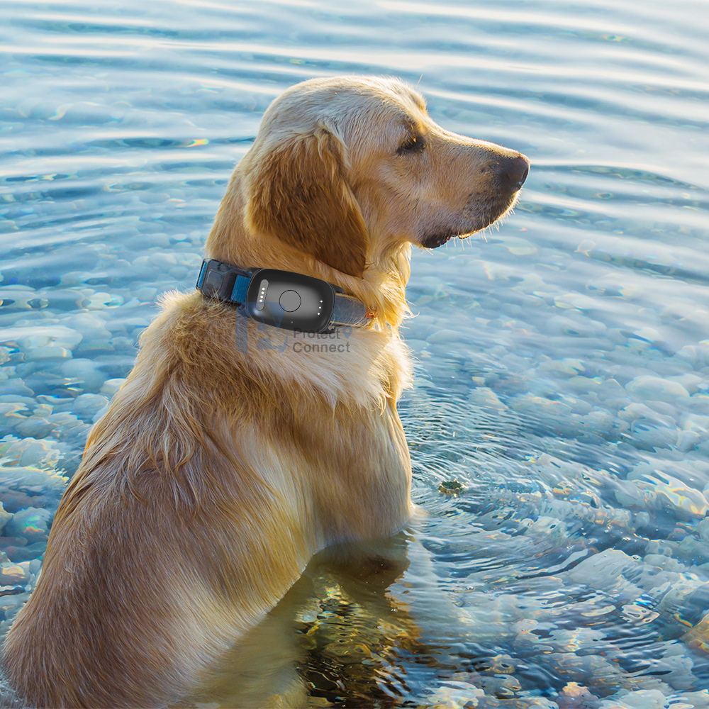 Why Is Multi-Device Tracking Important for dog gps tracker Projects?