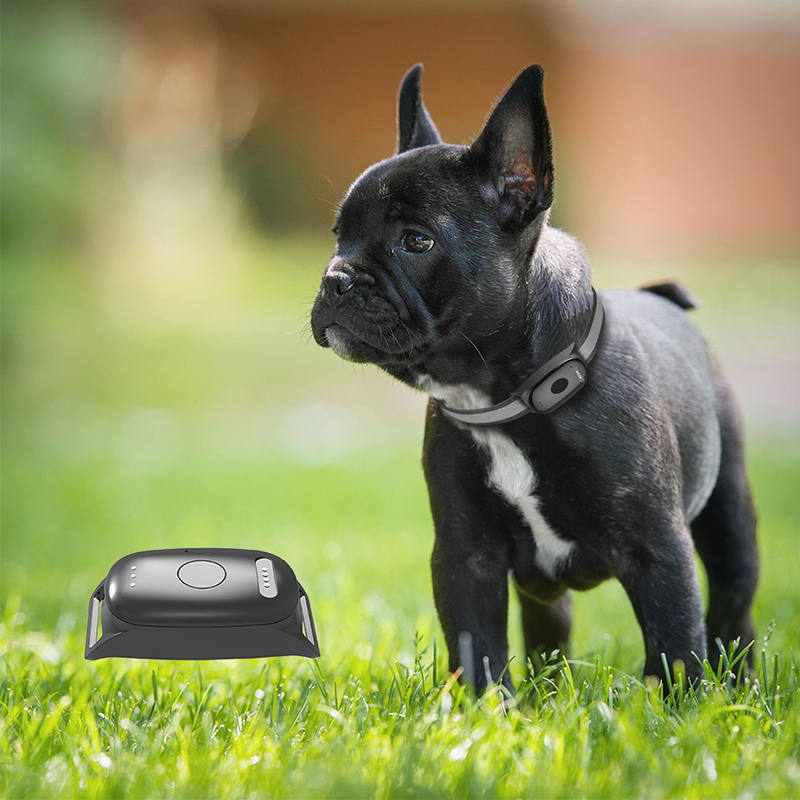 What Features Should You Look for in a Reliable Dog Tracker?