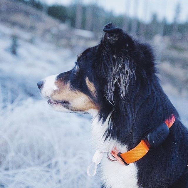 How Can Dog Collar Trackers Enhance Pet Stores’ Safety Solutions?