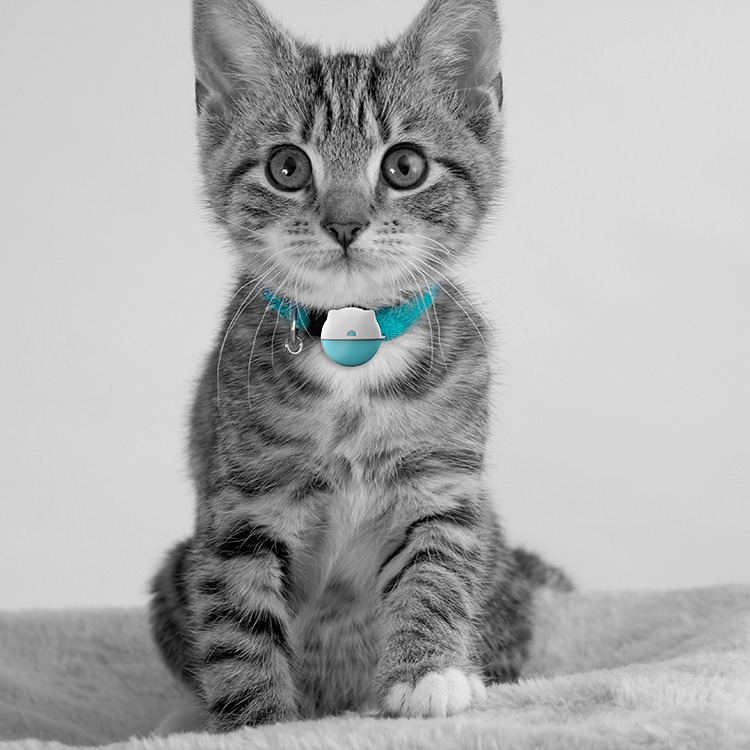 What Are the Benefits of Using a Cat Tracking Collar Daily?