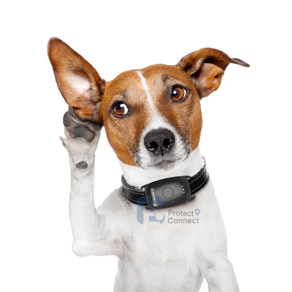 How Accurate Is a GPS Locator for Tracking Pets in Real Time?