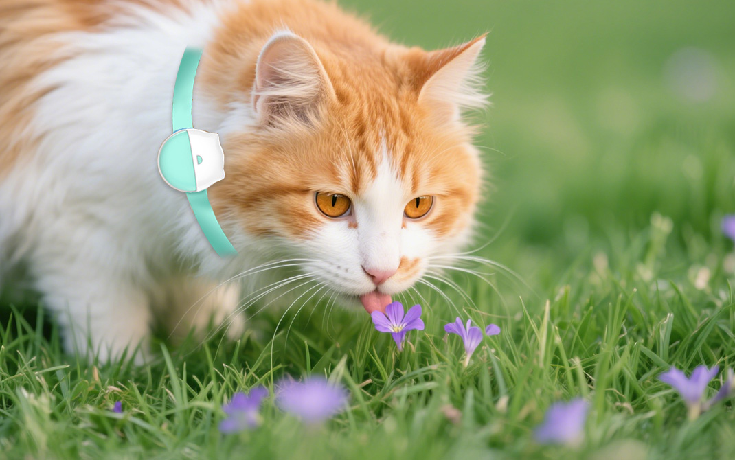 How Cat Tracker Geofencing Supports Shelter Management