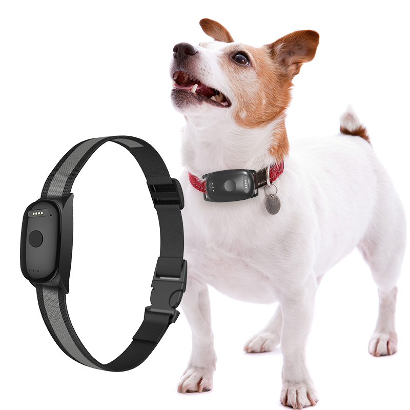 Can a GPS Dog Collar Help Locate Lost Dogs Faster?