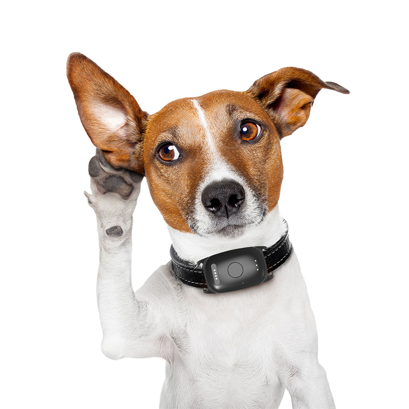How Can Dog Trackers Improve Outdoor Safety for Active Pets?