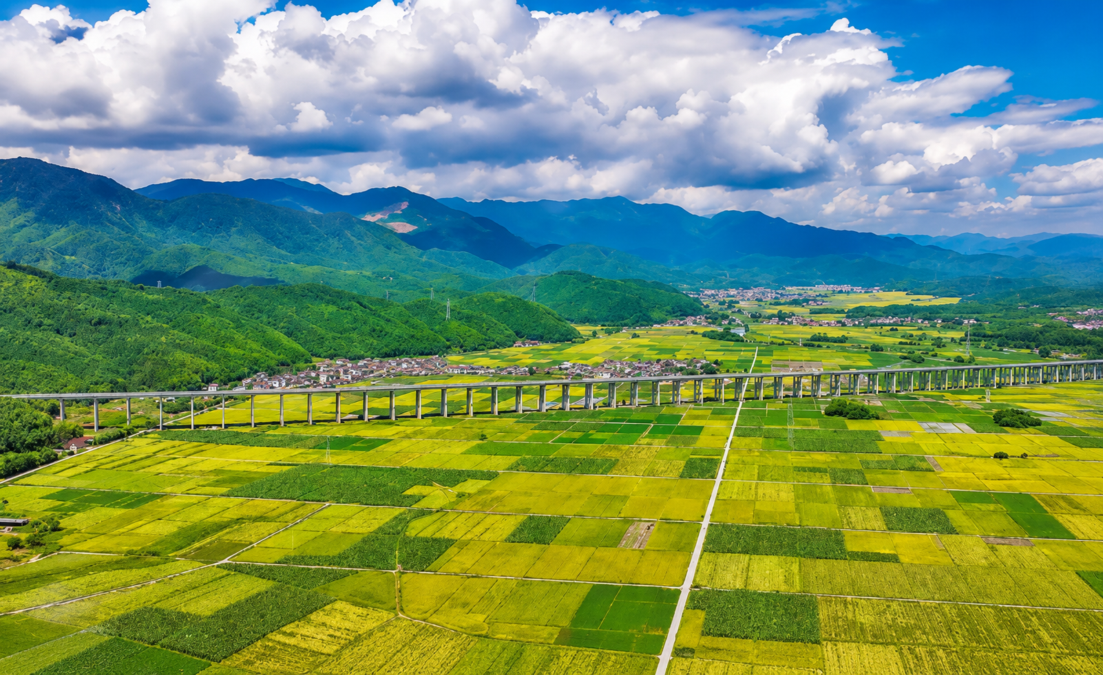 Tech Empowers High-Yield Bamboo Forests: Shaowu Forges A New 