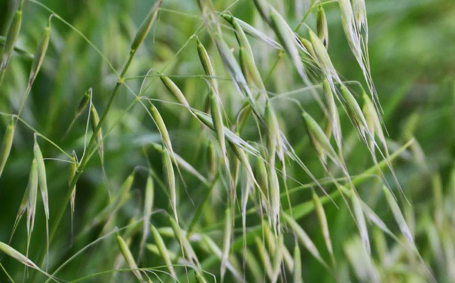 Spesiale beheer van grasgousgrasse