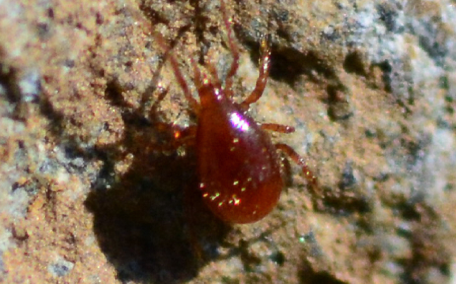 Suluhisho la Kuogopa Miti (Miti ya Spider)