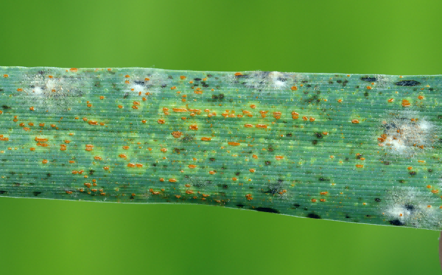 Gekombineerde beheer van koring: roes, Fusarium-koppieblaas en meelagtigheid