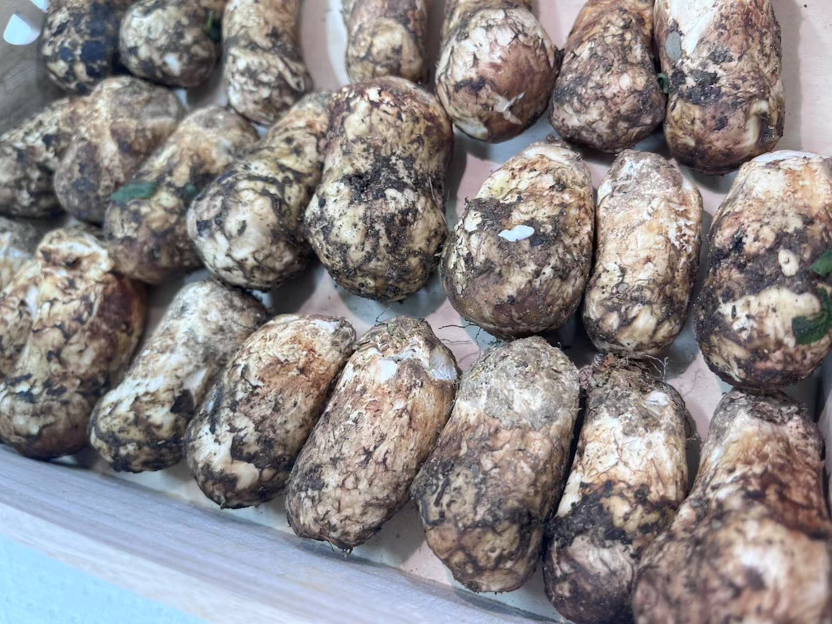 Hvordan sikrer kjøleketten matsutakes ferskhet ved ankomst?
