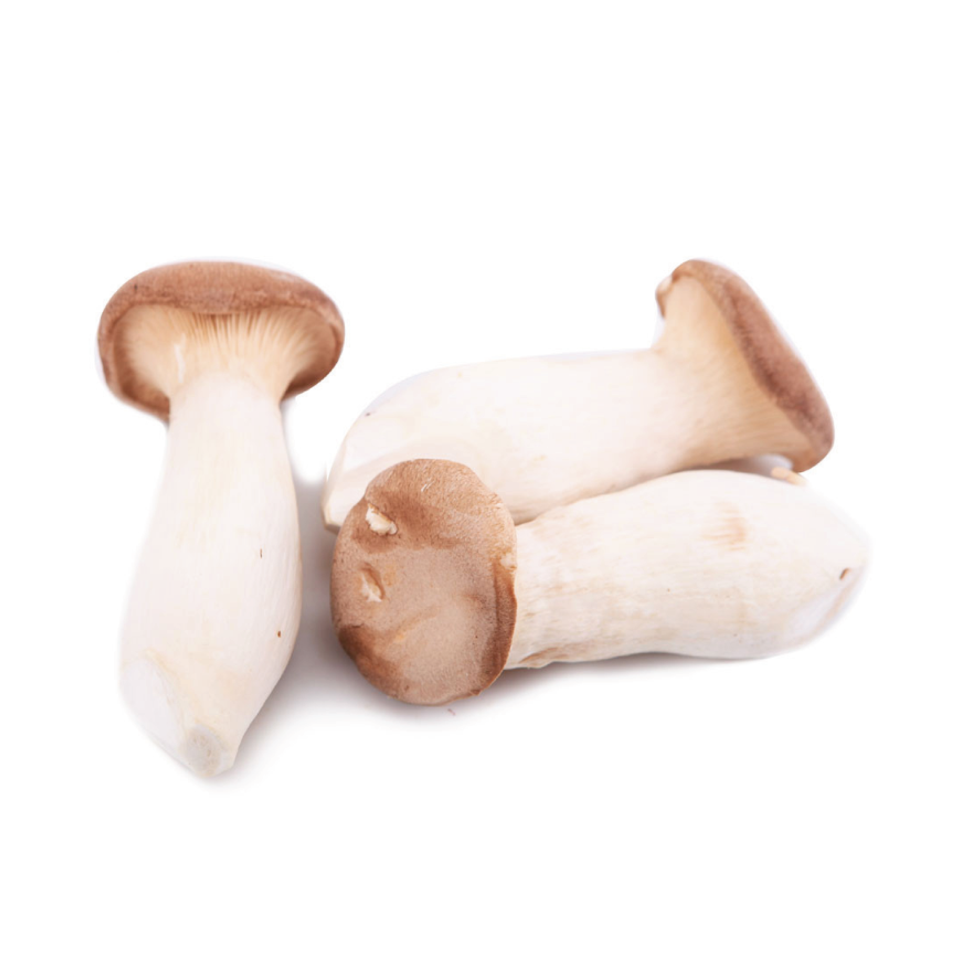 King Oyster Mushroom