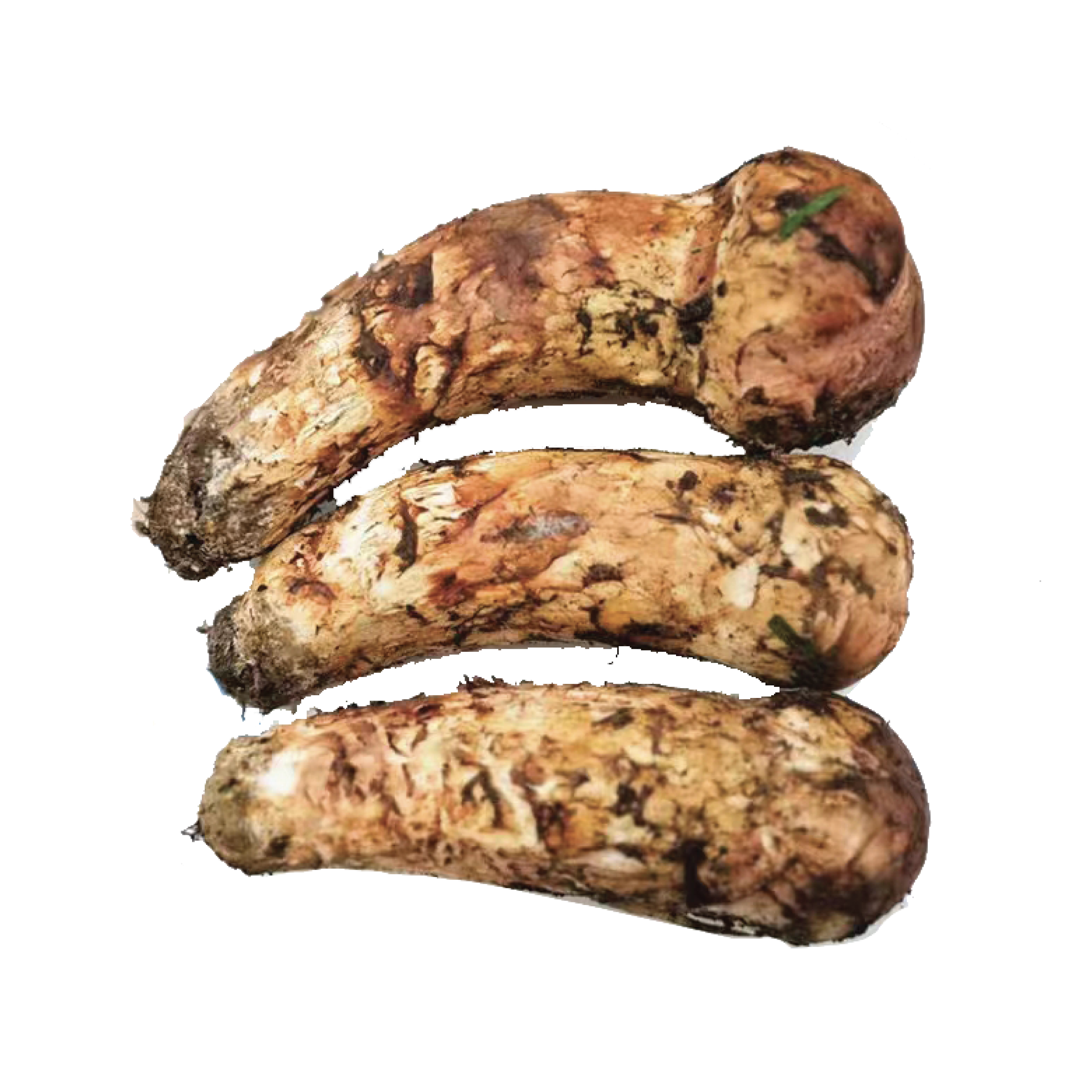Matsutake