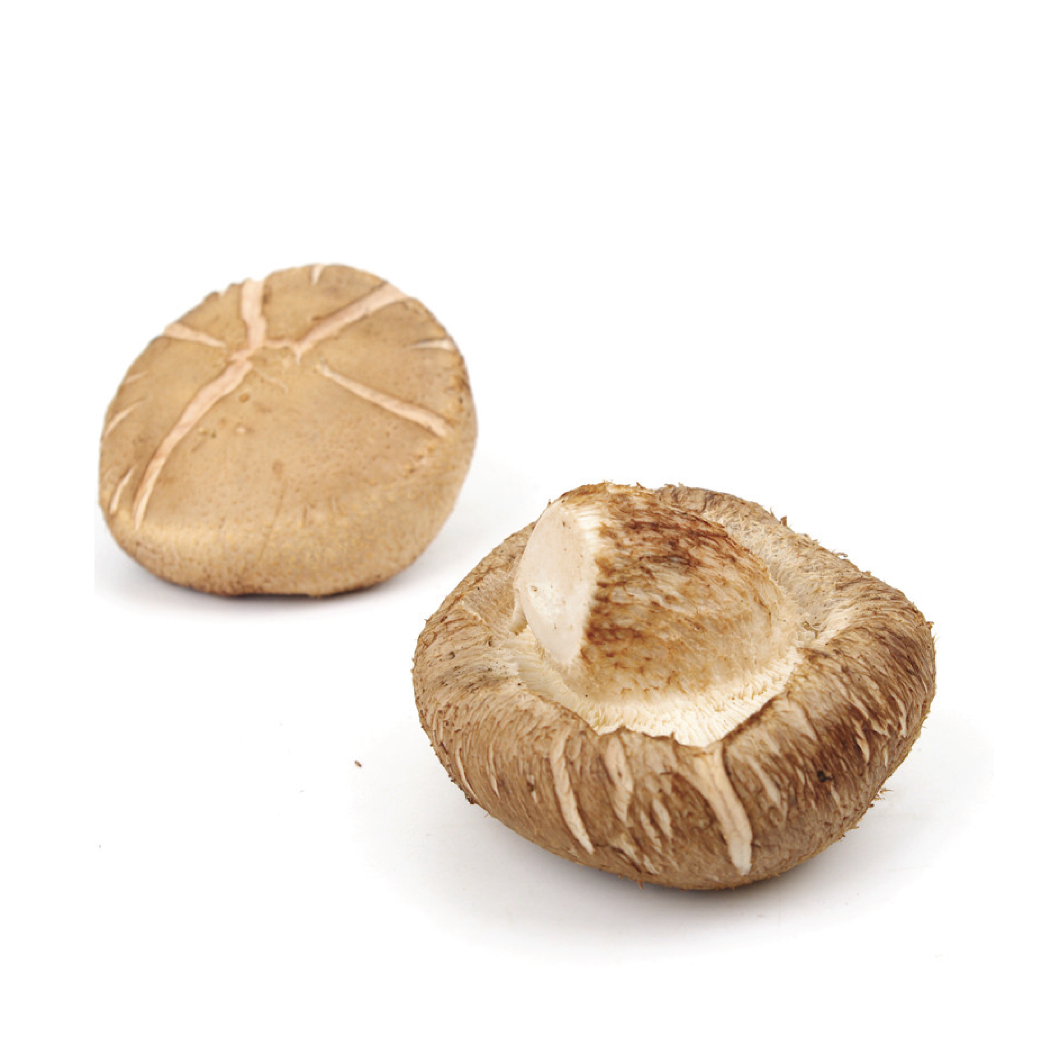 Shiitake Mushroom