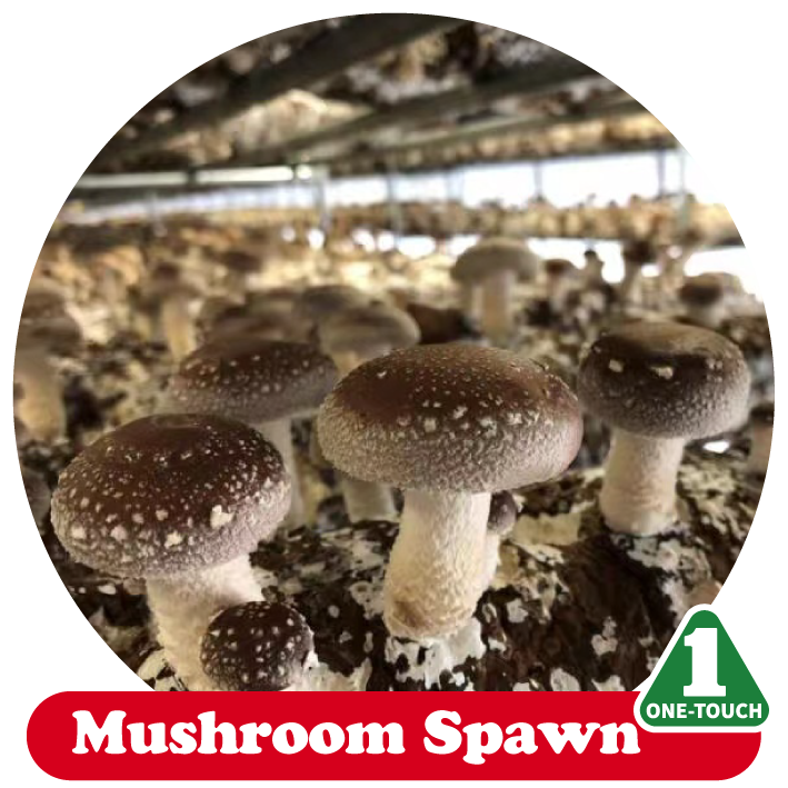 https://shopcdnalpha.grainajz.com/category/29374/2333/607995ae137209a2378755a7dcf2e296/%E4%BA%A7%E5%93%81%E5%88%86%E7%B1%BB%E5%9B%BE-09.png