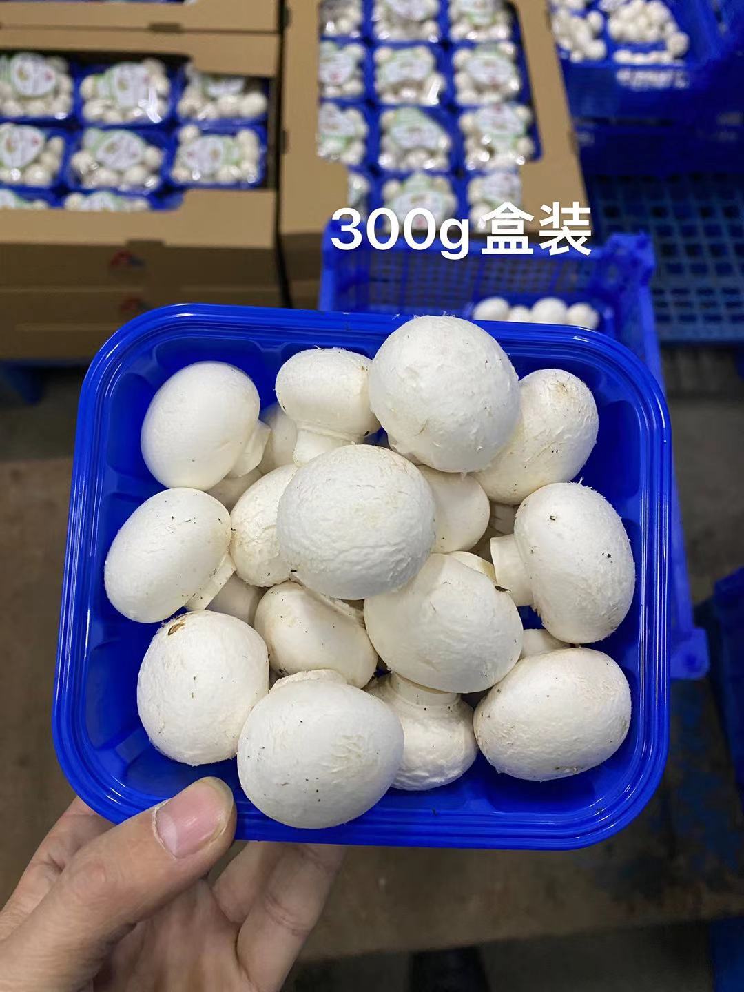 White mushroom spawn bags realize stable year-round cultivation.