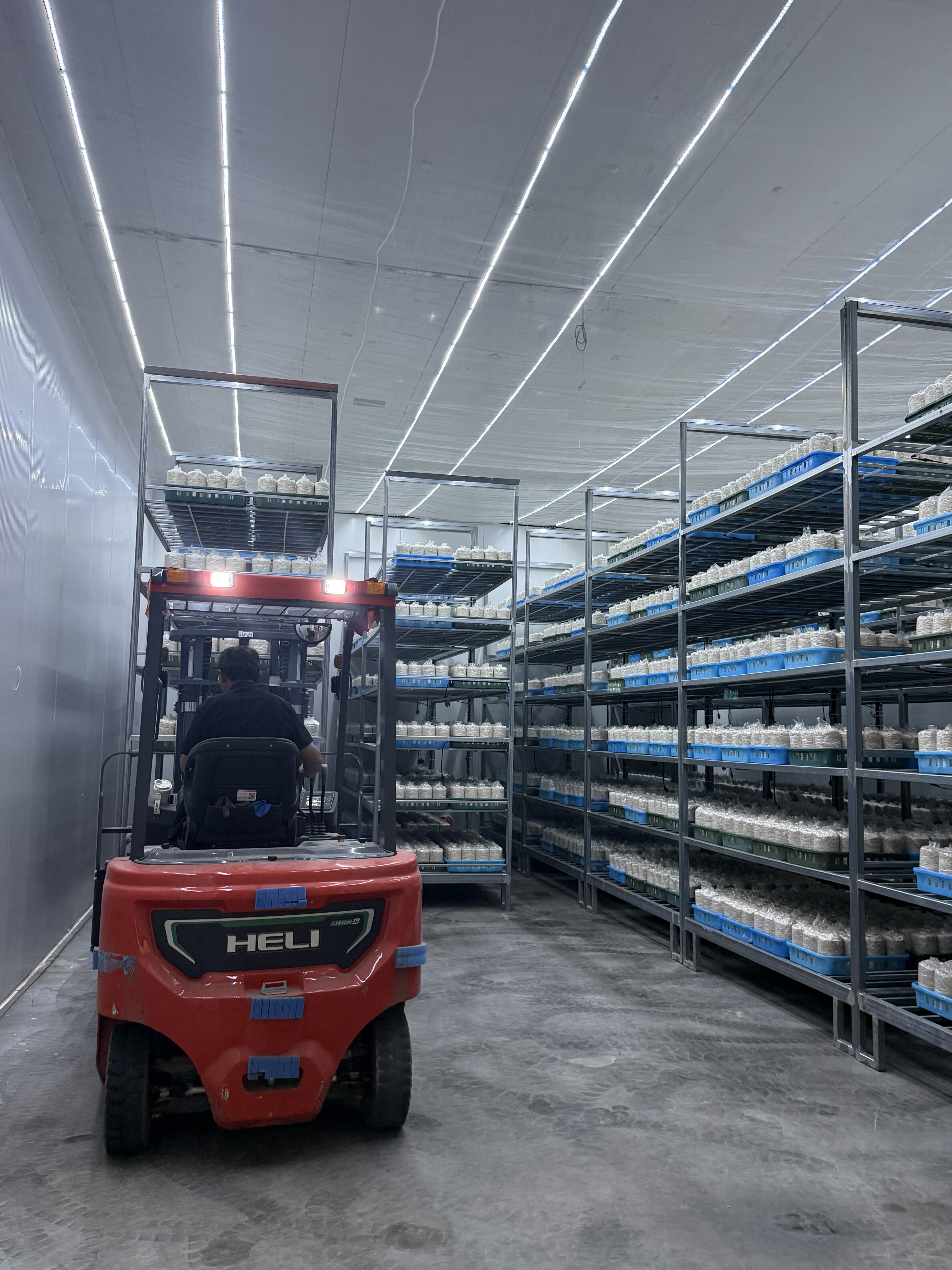 Yunnan king oyster mushroom bulk supply meets global restaurant chain orders.