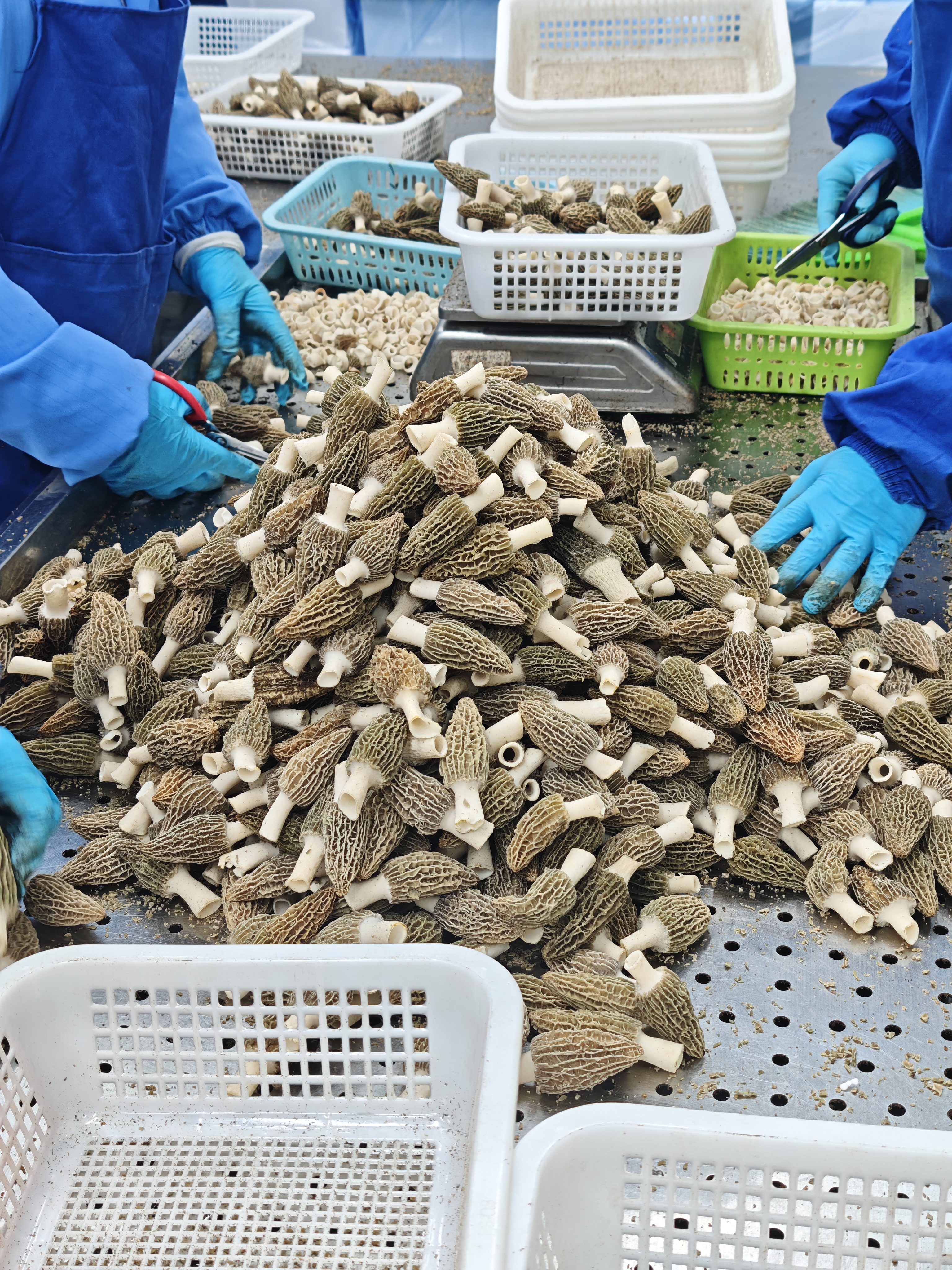 Morel Mushroom Quality Standards for Global Food Buyers