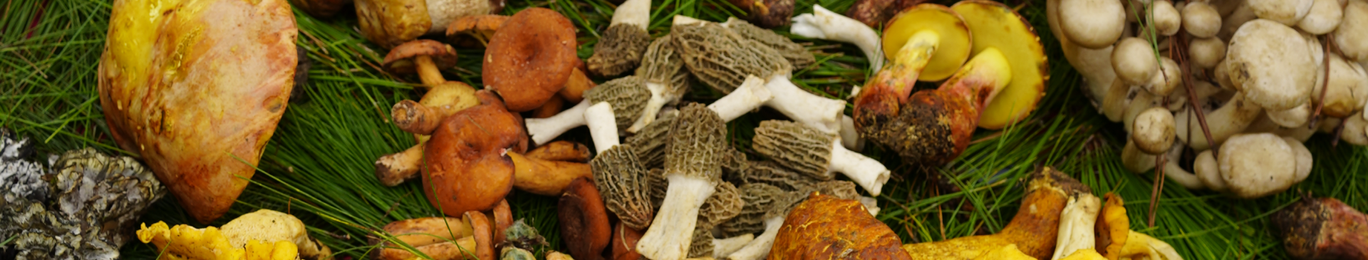 fresh mushroom-0