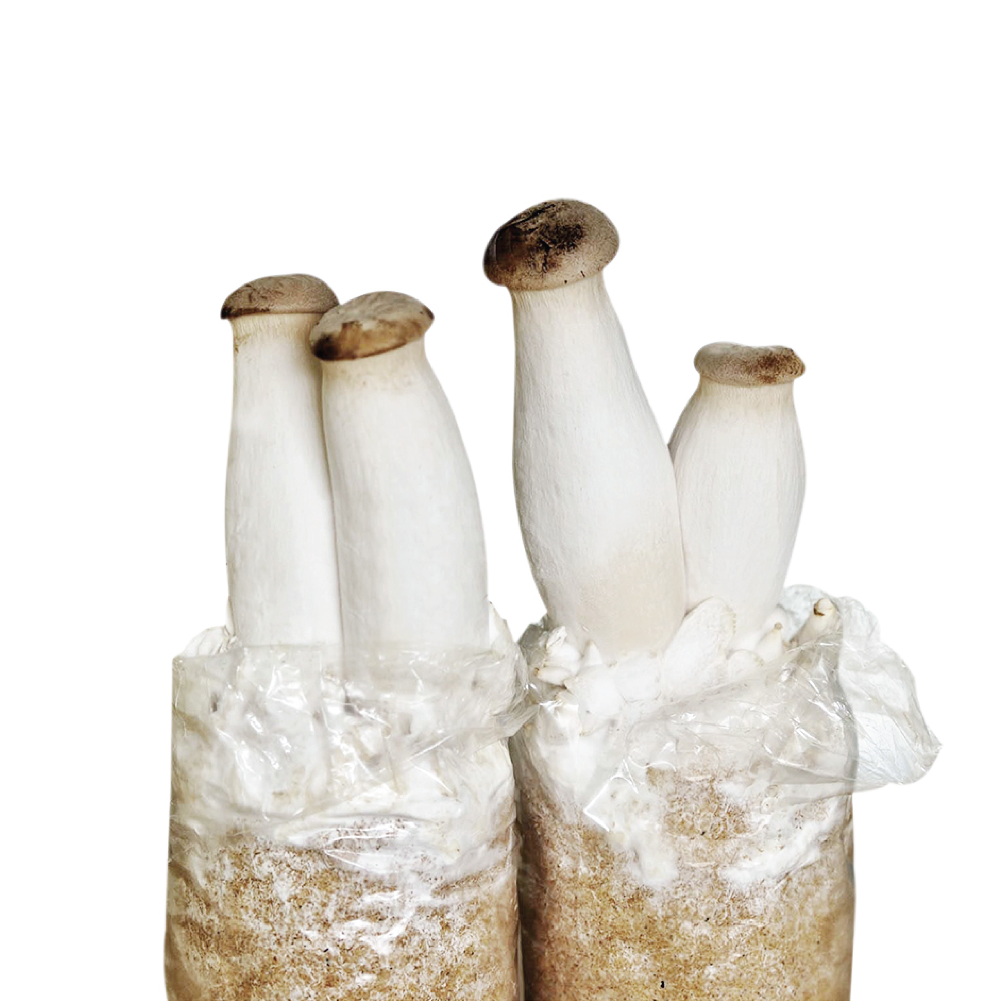Shanxay Detan Mushrooom & Truffles Co., Ltd. kompaniyasynyñ zhyly zhoğary sapytty sañyqlary