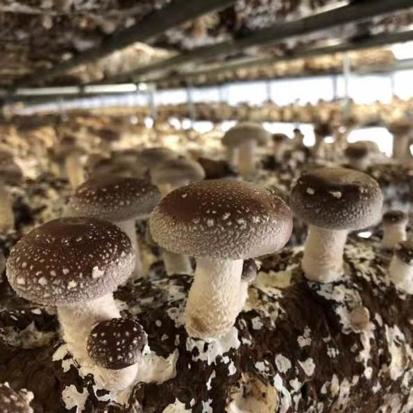Hvad er fordelingsmetoderne for sprøde shiitake svampekager