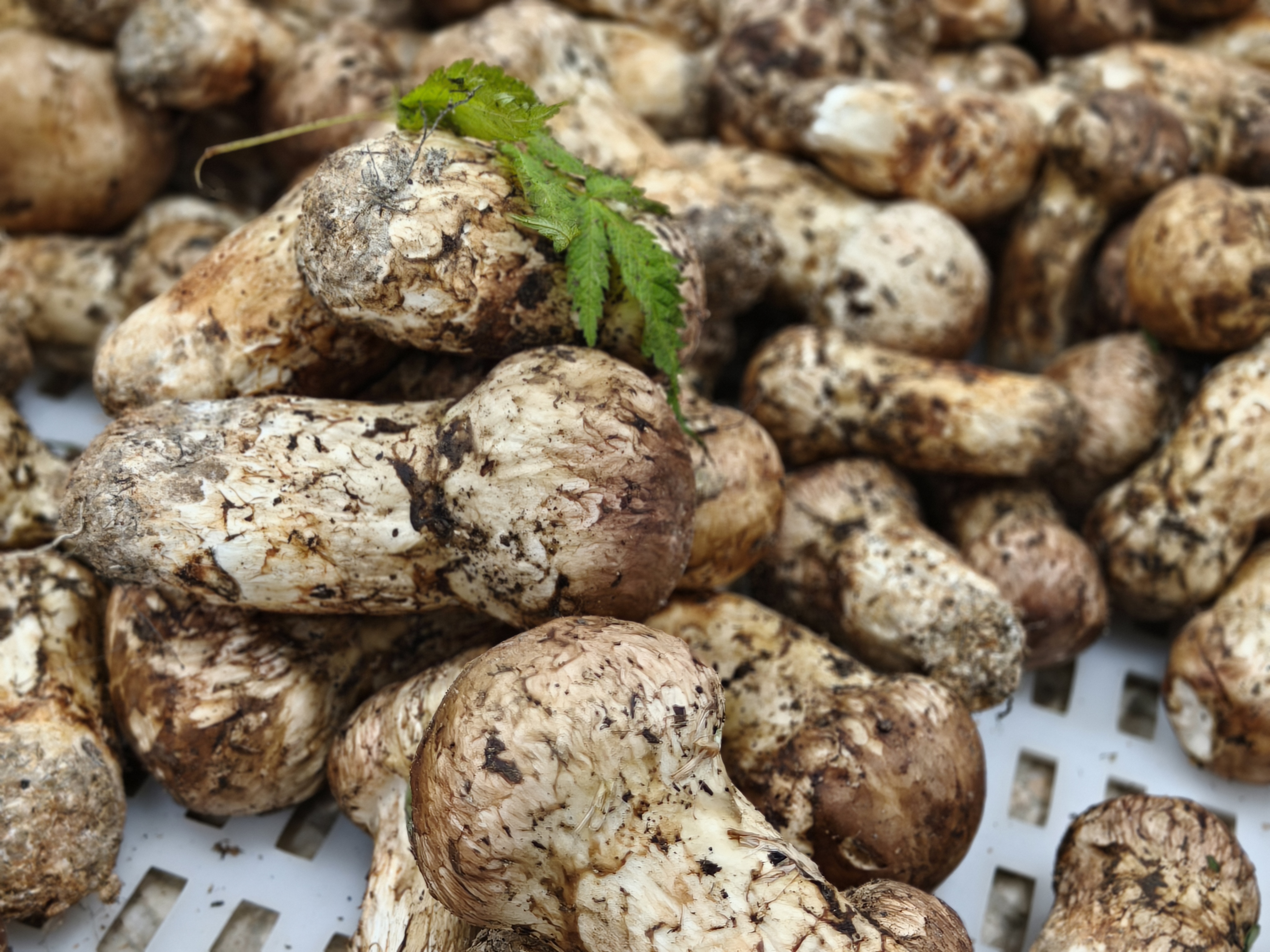 Hvordan lage matsutake både deilig og sunn?