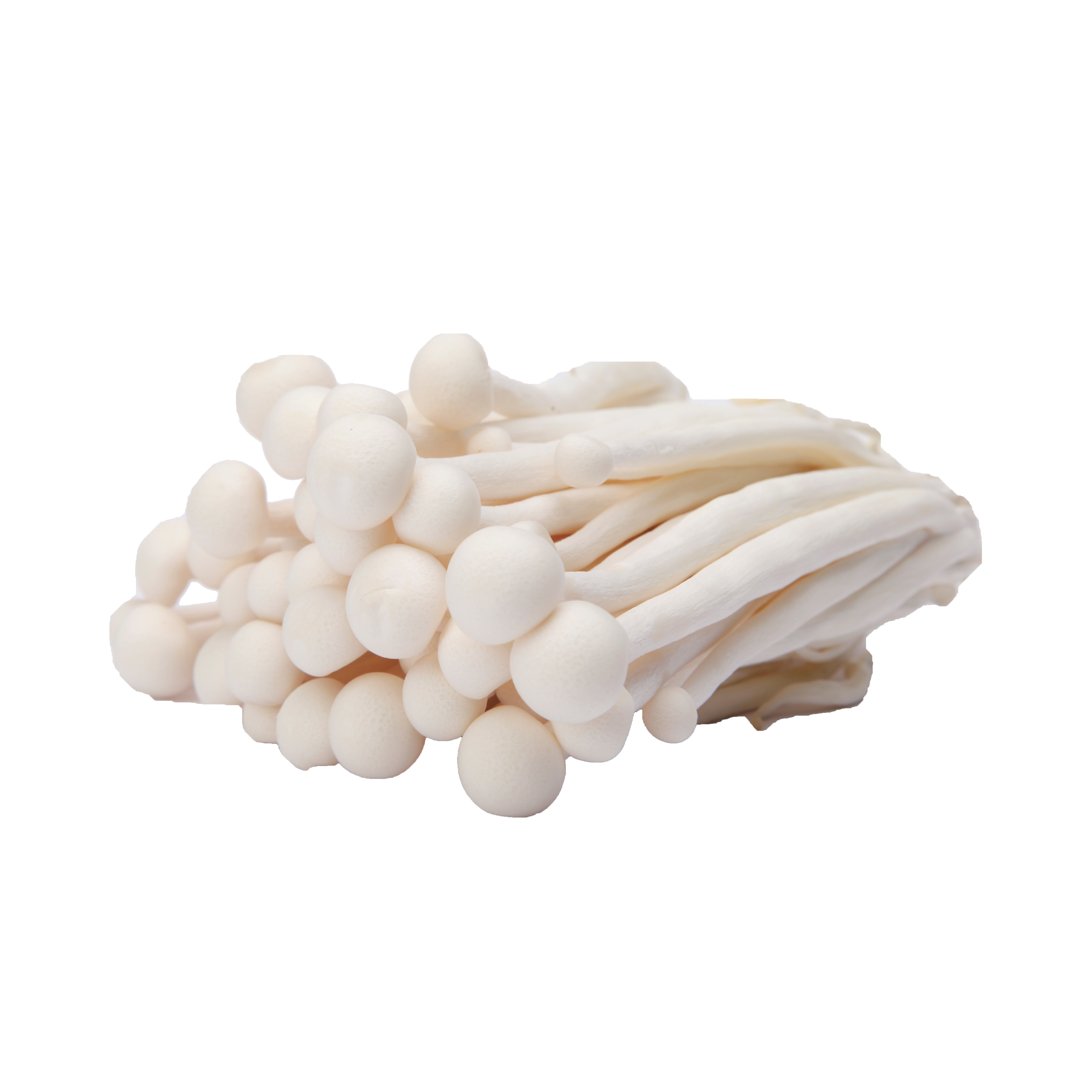 Snow White Mushroom