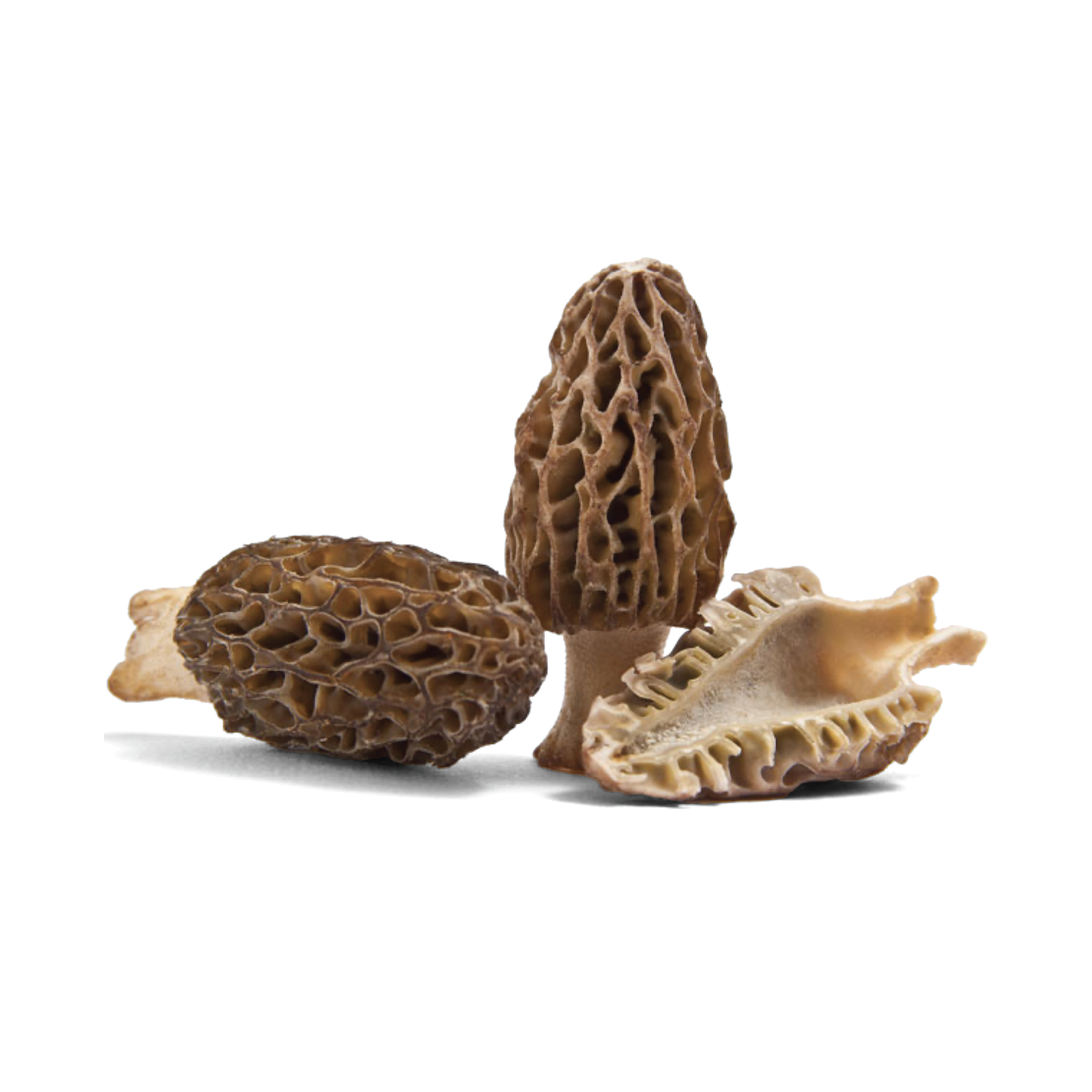 Morilles fraîches haut de gamme provenant de Shanghai Detan Mushroom & Truffles Co., Ltd.